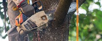 Best Tree Risk Assessment  in Mckinney, TX