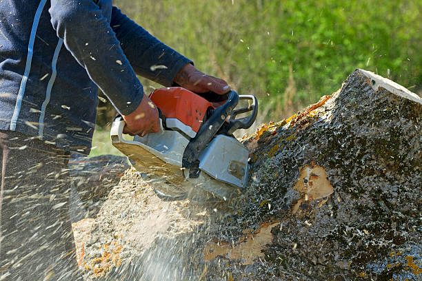 Best Fruit Tree Pruning  in Mckinney, TX